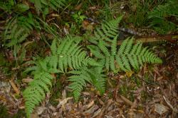 Deparia petersenii subsp. congrua. Young plants growing on forest floor.
 Image: L.R. Perrie © Leon Perrie CC BY-NC 3.0 NZ